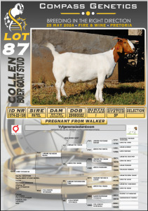 1X BOERGOAT PREGNANT FLOCK DOE COLLEN BOERGOAT STUD