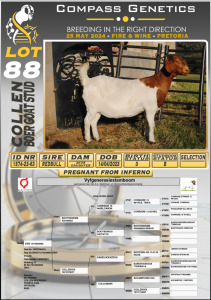 1X BOERGOAT PREGNANT FLOCK DOE COLLEN BOERGOAT STUD