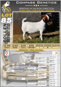 WITHDRAWN - 1X BOERGOAT DOE COLLEN BOERGOAT STUD