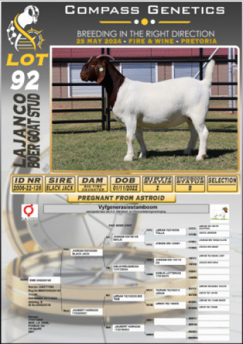 1X BOERGOAT PREGNANT STUD DOE LAJANCO BOERBOKSTOET 2006