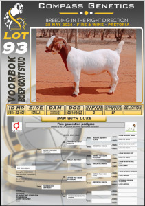 1X BOERGOAT FLOCK DOE VOORBOK BOERBOK STOET