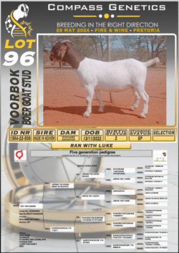 1X BOERGOAT FLOCK DOE VOORBOK BOERBOK STOET