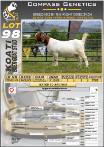 1X BOERGOAT FLOCK DOE KOATI BOERGOAT STUD