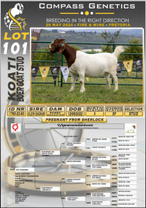 1X BOERGOAT STUD DOE KOATI BOERGOAT STUD