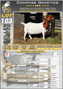 1X BOERGOAT PREGNANT FLOCK DOE COLLEN BOERGOAT STUD