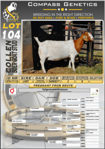 1X BOERGOAT PREGNANT STUD DOE COLLEN BOERGOAT STUD