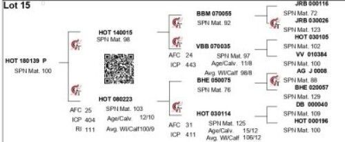 LOT 15 - HOT 18 139 - MALE
