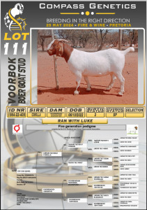 1X BOERGOAT FLOCK DOE VOORBOK BOERBOK STOET