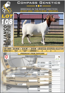 1X BOERGOAT PREGNANT FLOCK DOE LAJANCO BOERBOKSTOET 2006