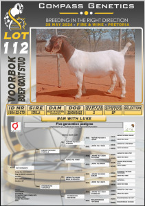 1X BOERGOAT FLOCK DOE VOORBOK BOERBOK STOET