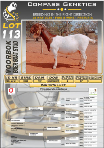 WITHDRAWN - 1X BOERGOAT DOE VOORBOK BOERBOK STOET
