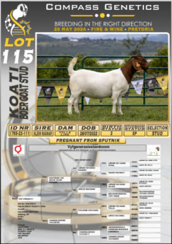 WITHDRAWN - 1X BOERGOAT DOE KOATI BOERGOAT STUD