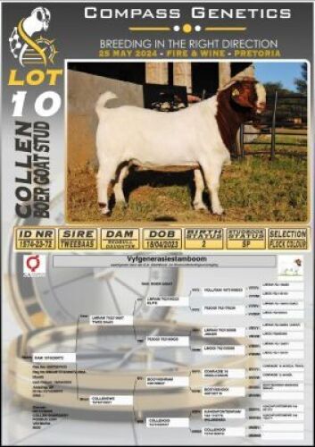 1X BOERGOAT BUCK COLLEN BOERGOAT STUD