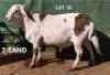 1X MEATMASTERS RAM OSVLEY MEATMASTERS