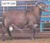 1X MEATMASTERS RAM THERONJE MEATMASTERS - 3