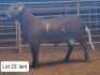 1X MEATMASTERS RAM THERONJE MEATMASTERS