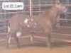 1X MEATMASTERS RAM THERONJE MEATMASTERS - 2