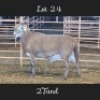1X MEATMASTERS RAM DRIEKOP MEATMASTERS