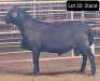 1X MEATMASTERS RAM OMEGA