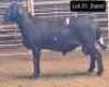 1X MEATMASTERS RAM OMEGA