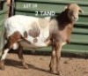 1X MEATMASTERS RAM OSVLEY MEATMASTERS
