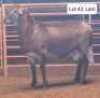 1X MEATMASTERS RAM THERONJE MEATMASTERS - 2