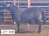 1X MEATMASTERS RAM THERONJE MEATMASTERS
