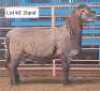 1X MEATMASTERS RAM THERONJE MEATMASTERS