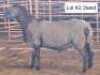 1X MEATMASTERS RAM THERONJE MEATMASTERS - 2