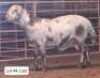 1X MEATMASTERS RAM THERONJE MEATMASTERS