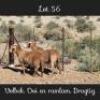1+1X MEATMASTERS EWE DRIEKOP MEATMASTERS (Pay per animal to take all)