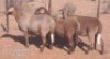 3X MEATMASTERS EWE OMEGA (Pay per animal to take all)