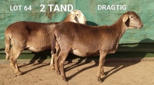 2X MEATMASTERS EWE OSVLEY MEATMASTERS (Pay per animal to take all)