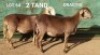 2X MEATMASTERS EWE OSVLEY MEATMASTERS (Pay per animal to take all)