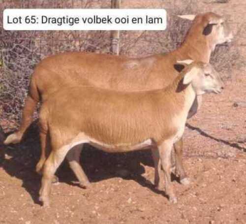 1+1X MEATMASTERS EWE THERONJE MEATMASTERS (Pay per animal to take all)