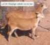 1+1X MEATMASTERS EWE THERONJE MEATMASTERS (Pay per animal to take all)