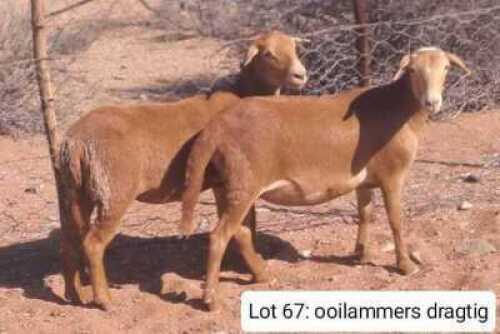 2X MEATMASTERS EWE THERONJE MEATMASTERS (Pay per animal to take all)