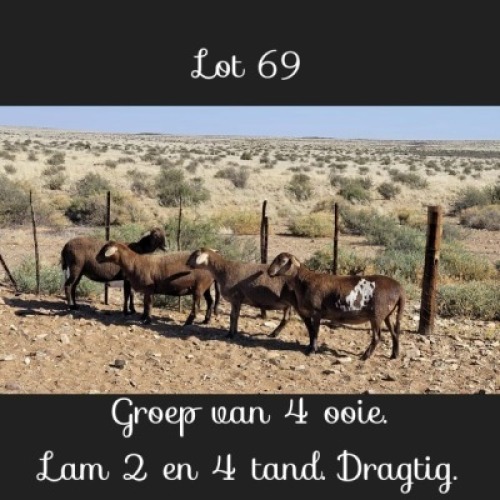 4X MEATMASTERS EWE DRIEKOP MEATMASTERS (Pay per animal to take all)