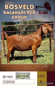 1X KALAHARI REDS FLOCK ON TEAT DOE DHIDEJAK