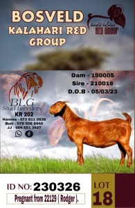 1X KALAHARI REDS PREGNANT STUD DOE BLG STUD BREEDERS