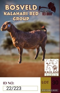 1X KALAHARI REDS STUD DOE KAULANI RANCH