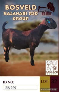 1X KALAHARI REDS STUD DOE KAULANI RANCH