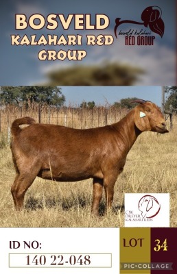 1X KALAHARI REDS FLOCK DOE CW DREYER