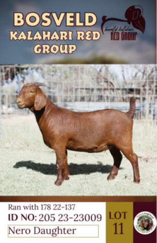 1X KALAHARI REDS STUD DOE LANGKLOOF