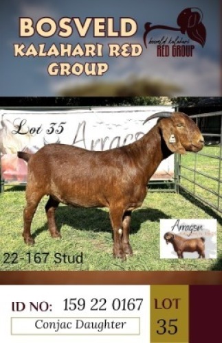 1X KALAHARI REDS STUD DOE ARRAGON KALAHARI REDS