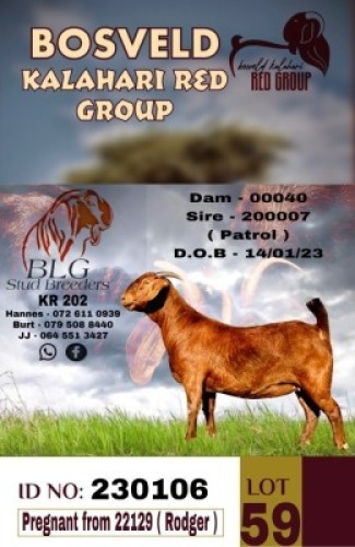 WITHDRAWN - 1X KALAHARI REDS PREGNANT DOE BLG STUD BREEDERS