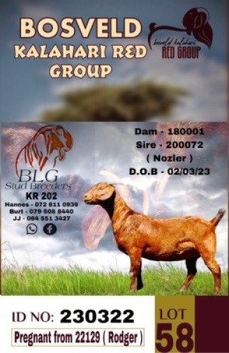 1X KALAHARI REDS PREGNANT FLOCK DOE BLG STUD BREEDERS