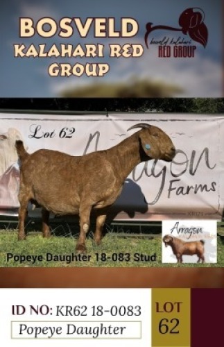 1X KALAHARI REDS STUD DOE ARRAGON KALAHARI REDS