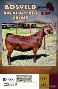 1X KALAHARI REDS STUD DOE DHIDEJAK