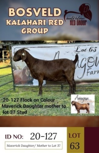1X KALAHARI REDS FLOCK ON COLOUR DOE ARRAGON KALAHARI REDS